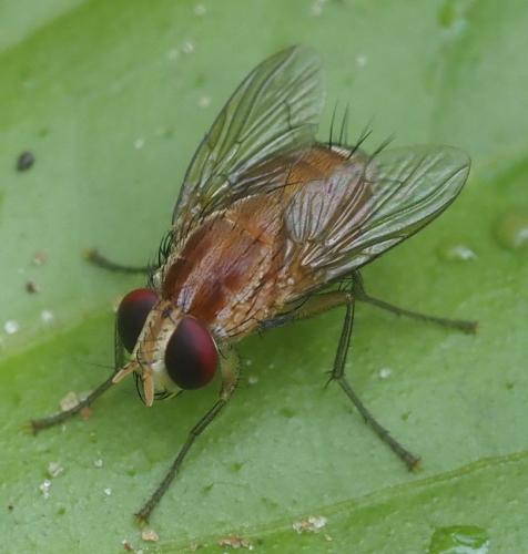 Alluaudinella sp.